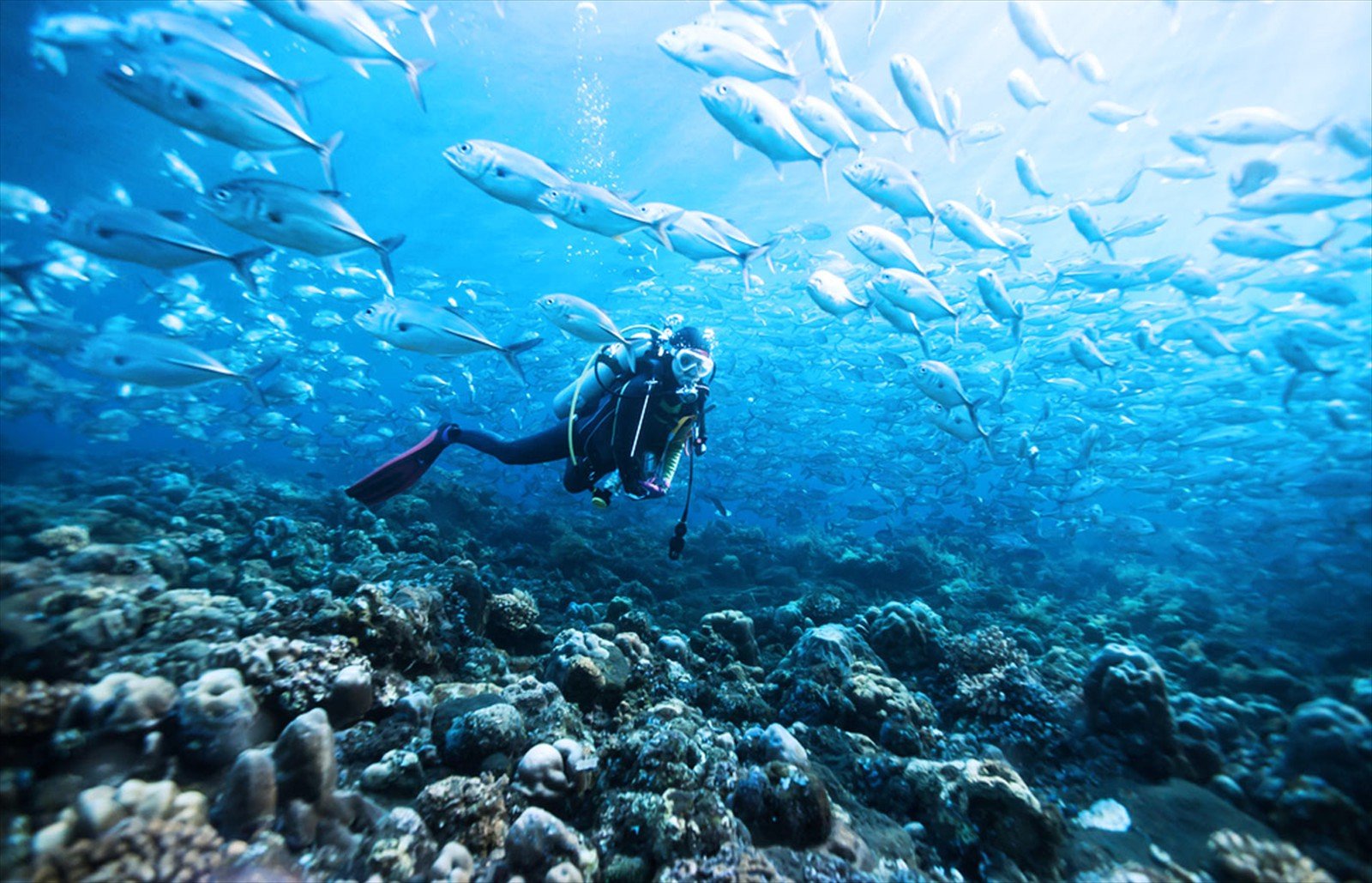 Best Scuba Diving Sites in Samana Peninsula Dominican Republic.