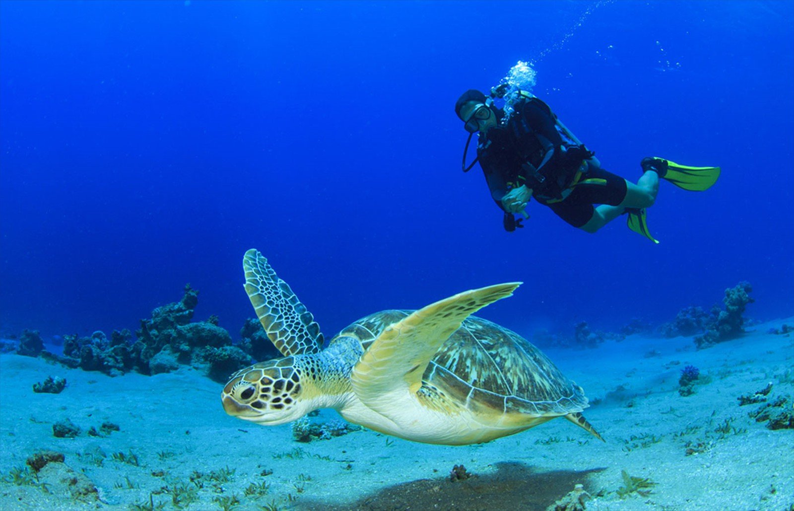 Discover the Best Dive Sites in Samana Bay Dominican Republic.